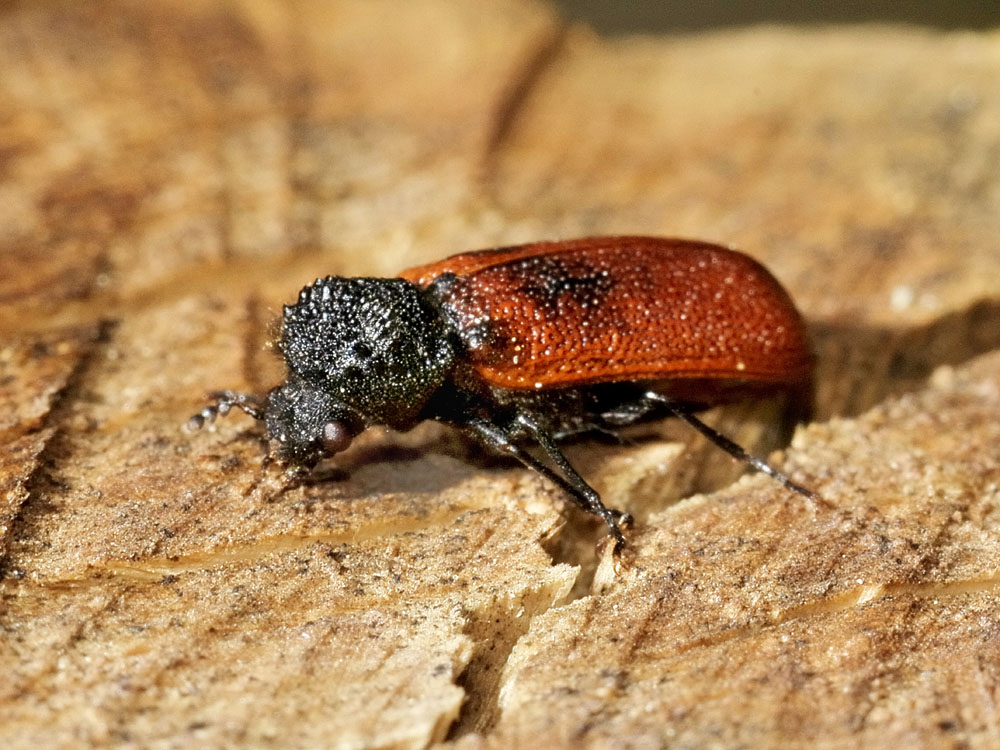 Bostrichus capucinus